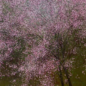 Chandigarh Summers: Kachnar