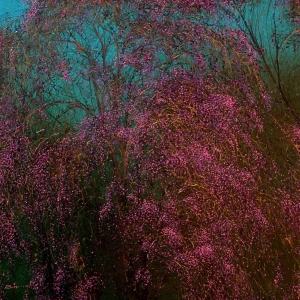 Chandigarh Summers: Moulmein Rosewood