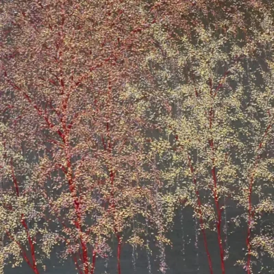 Nature Paintings