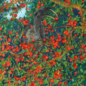 Indian Grey Hornbill