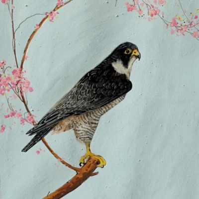 falcon