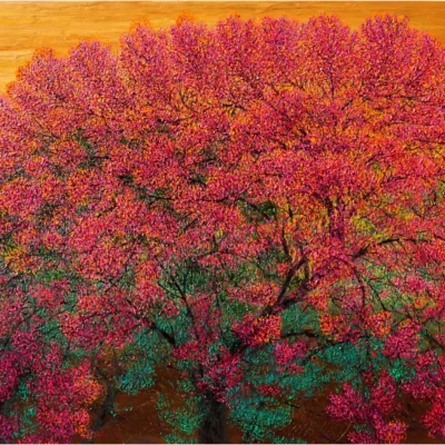 the pink tree