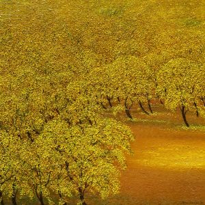 <span>The Yellow Dreams</span><p class="cs-excerpt"><b> Size</b>: 30 X 30 inches<br> <b>Medium</b>: Oil on canvas</p>