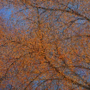 Young Leaves II